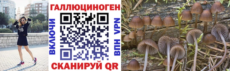 где можно купить   Кремёнки  Псилоцибиновые грибы MAGIC MUSHROOMS 